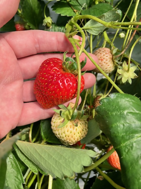 【先行予約】【2026年1月中旬より順次発送】福岡県産　苺　よつぼし　250g×4パック【ナチュレッシュ・ファーム・ジェイピー】_HA1387