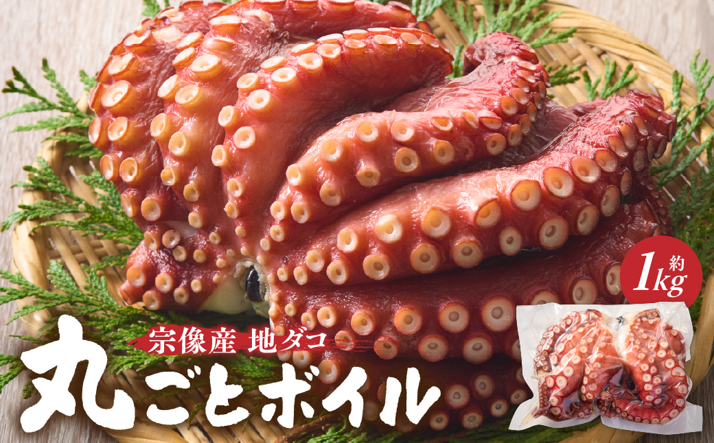 宗像産地ダコ丸ごとボイル【約1kg】【マルケイ水産】_HA0997