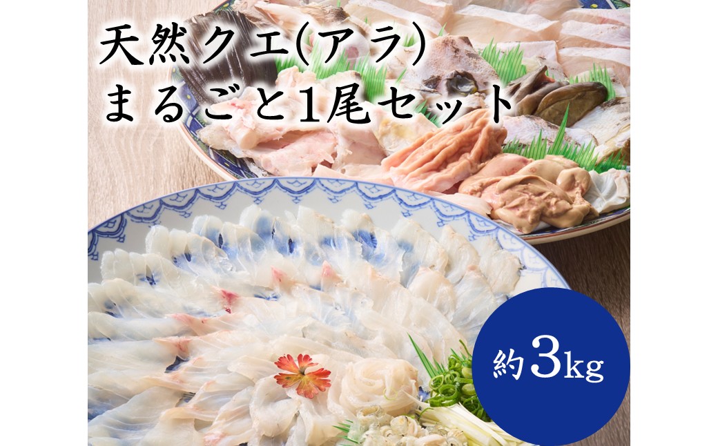 天然クエ（アラ）まるごと1尾セット（約3kg）【マルケイ水産】_HA2007 クエ くえ 天然 まるごと 刺身 鍋 贅沢 高級魚 福岡県宗像市 宗像市 福岡 宗像