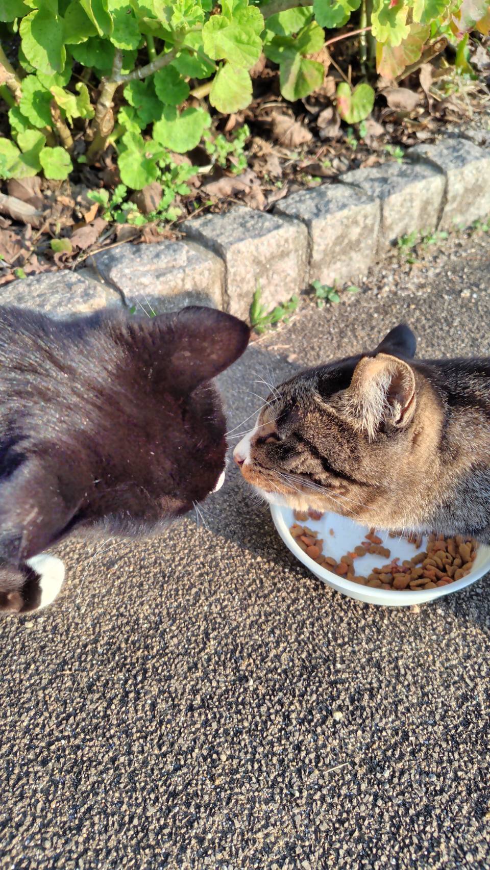 【返礼品なし】「てくてくさくらねこ」　地域猫活動支援【てくてくさくらねこの会】_HA1118