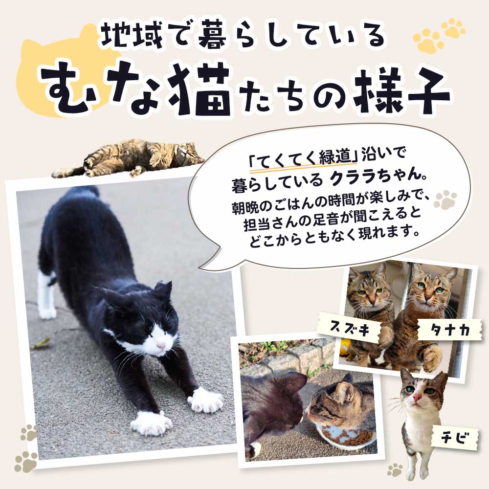 【返礼品なし】「「むな猫（旧：てくてくさくらねこ）」　地域猫活動支援【むな猫】_HA1118