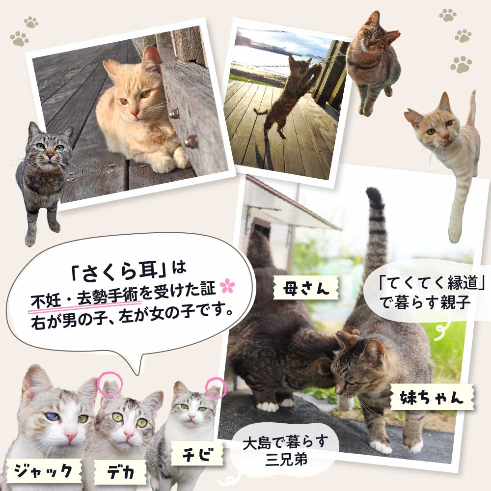 【返礼品なし】「「むな猫（旧：てくてくさくらねこ）」　地域猫活動支援【むな猫】_HA1118
