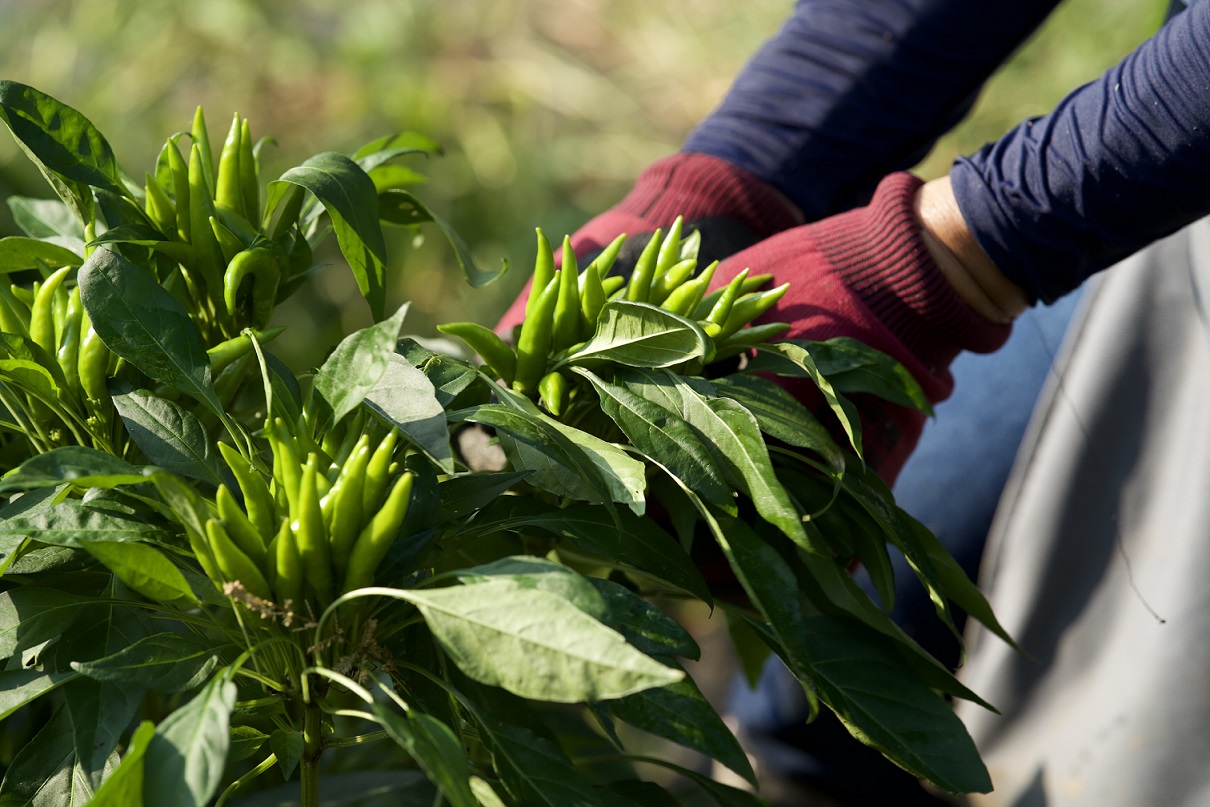 【一週間以内に発送】旨味爆発！柚子香る国産クラフトホットソース「青鬼の涙」3本セット【フミ子印】_HA1677