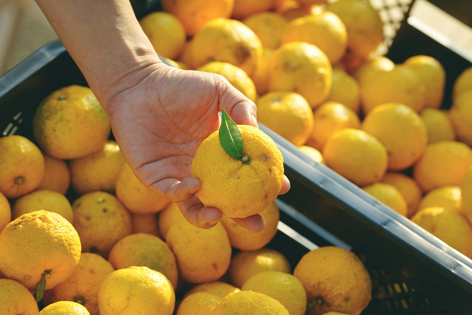 【一週間以内に発送】旨味爆発！柚子香る国産クラフトホットソース「青鬼の涙」3本セット【フミ子印】_HA1677