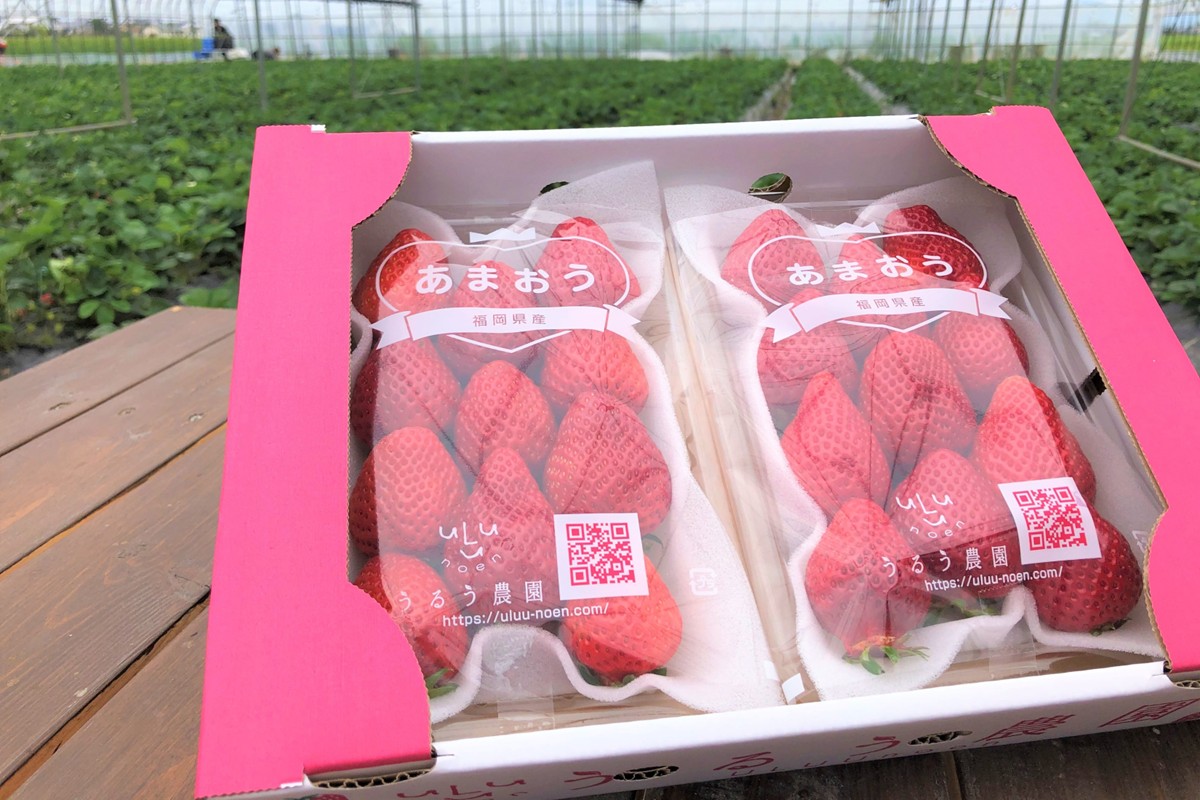 特別栽培あまおうDX4パック【うるう農園】_HA1966