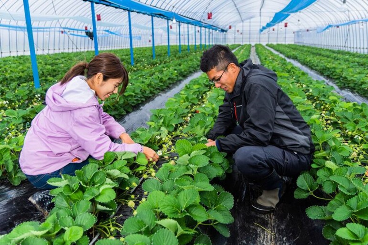 特別栽培あまおうDX4パック【うるう農園】_HA1966