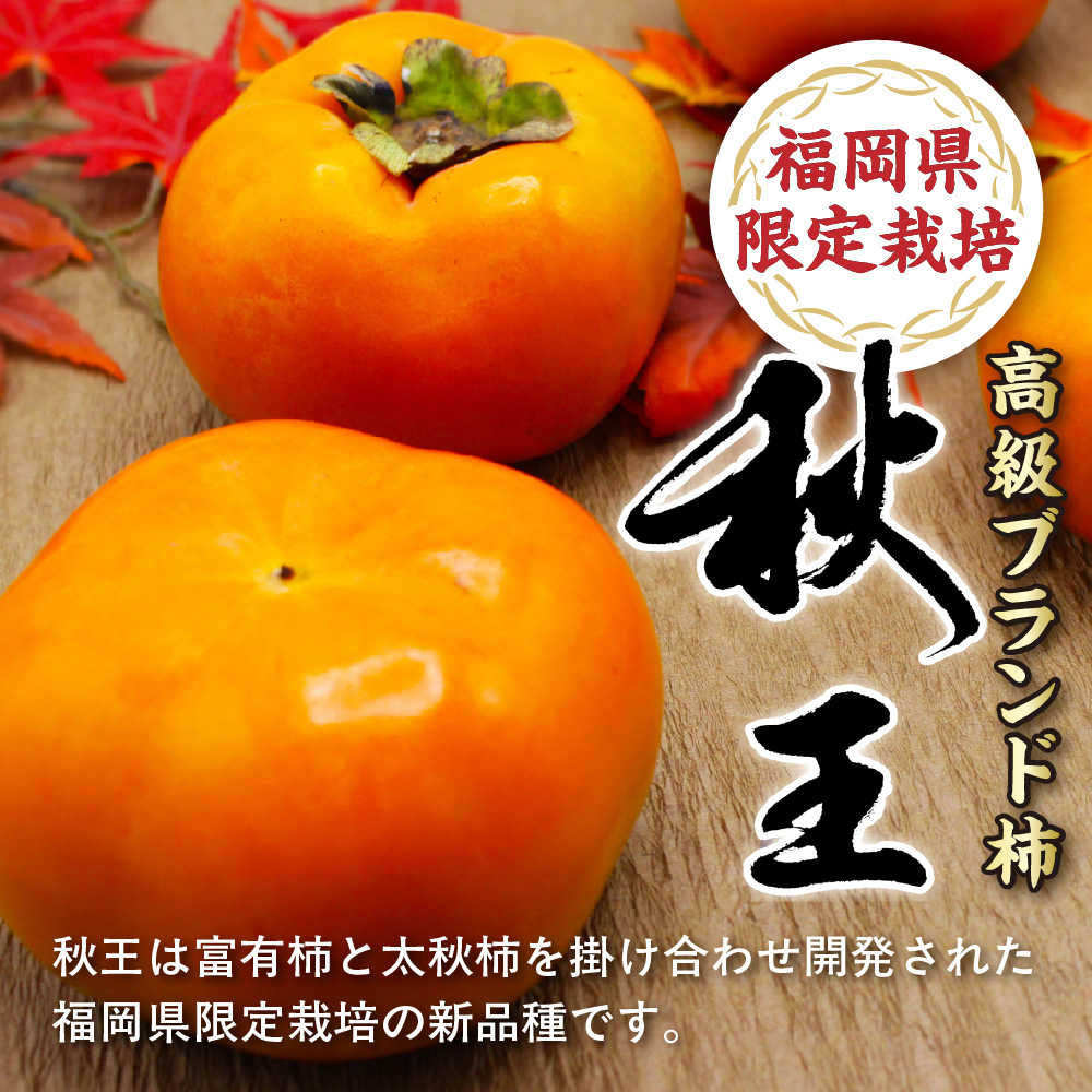 【2026年収穫分 先行予約!】福岡県ブランド柿「秋王」化粧箱約1.75kg【JAほたるの里】_HA1318
