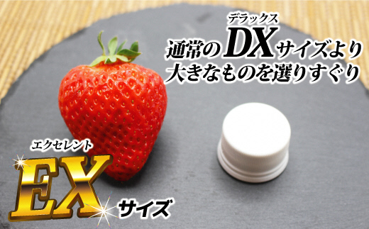 1月より順次発送！「博多あまおう」EX　贈答用化粧箱　約450g 1箱【ほたるの里】_HA0752