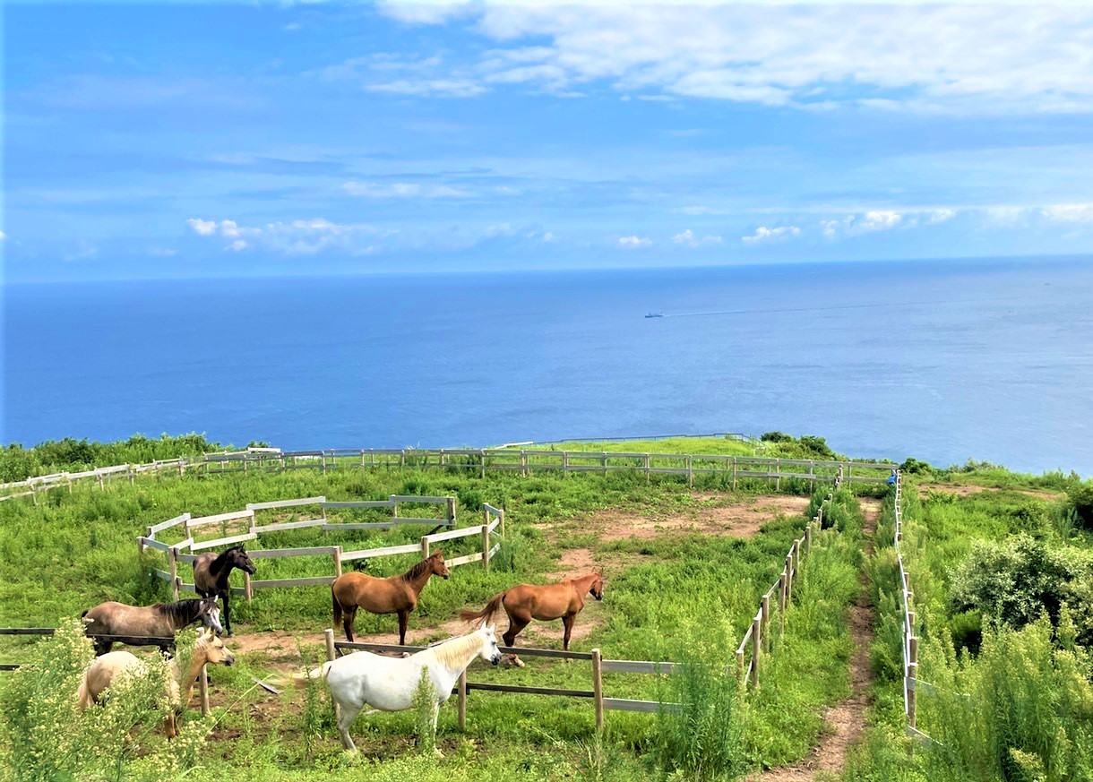 ä¹éЬäœéšãã±ãã é¢å³¶ 倧島ã³ãŒã¹ ãã«ããã£ã¢ã³ãã£ã³ãä¹éЬã¯ã©ãã_HA1711