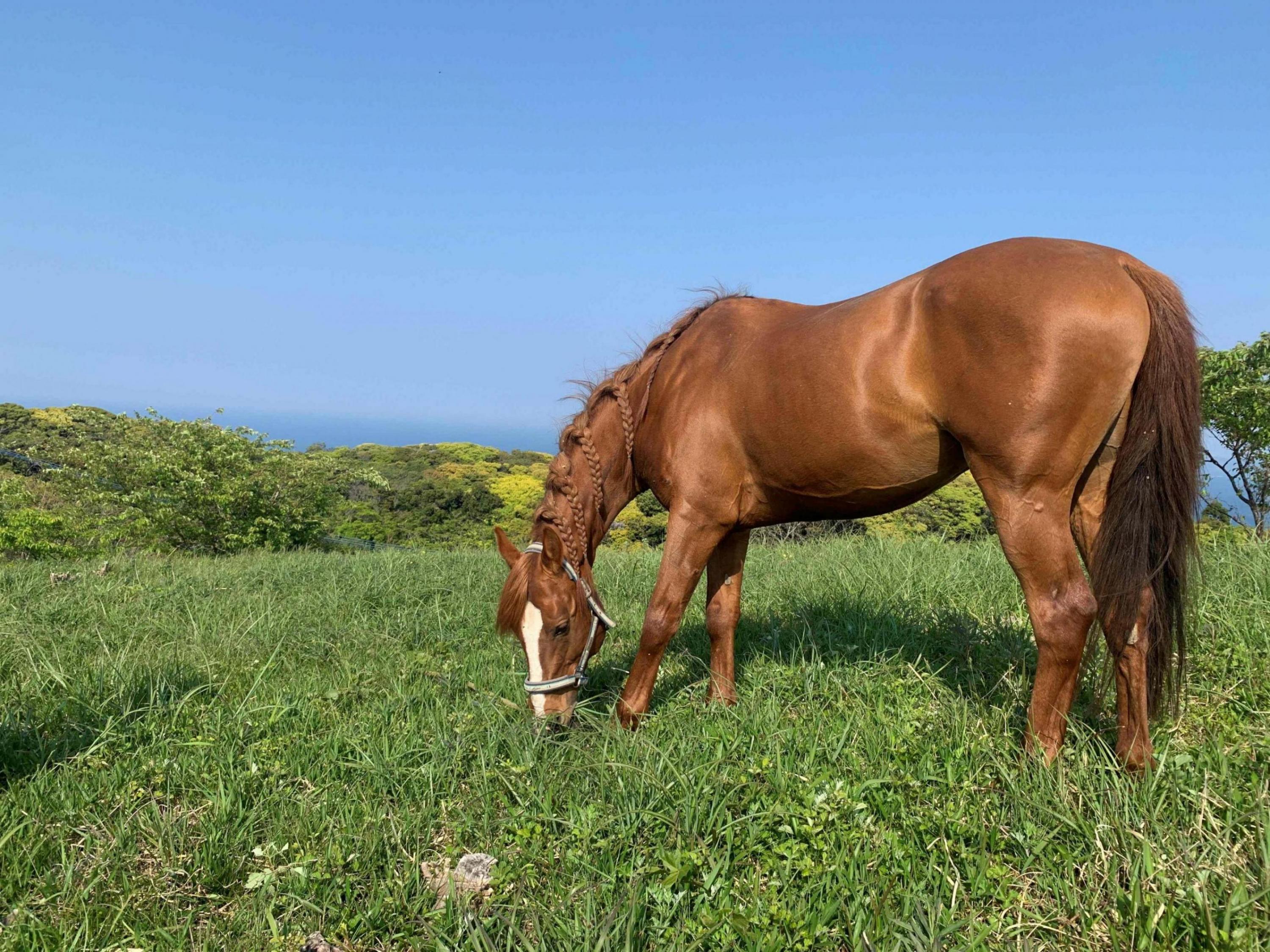 ä¹éЬäœéšãã±ãã é¢å³¶ 倧島ã³ãŒã¹ ãã«ããã£ã¢ã³ãã£ã³ãä¹éЬã¯ã©ãã_HA1711