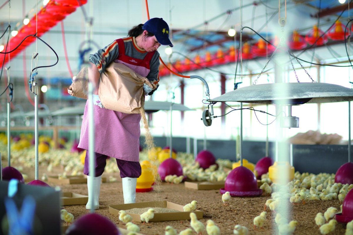 博多華味鳥 水たき・もつ鍋セット【トリゼンフーズ株式会社】_HA1948