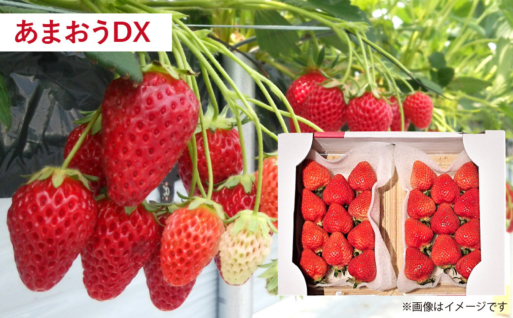 ãäºçŽåä»ã»3åå®æäŸ¿ãããŸãã èŽ
æ²¢ã»ãã ãã¡ã ã€ã㎠ãã«ãŒã æç©ã2026幎3æäžæ¬ïœ7æäžæ¬çºéäºå®ã