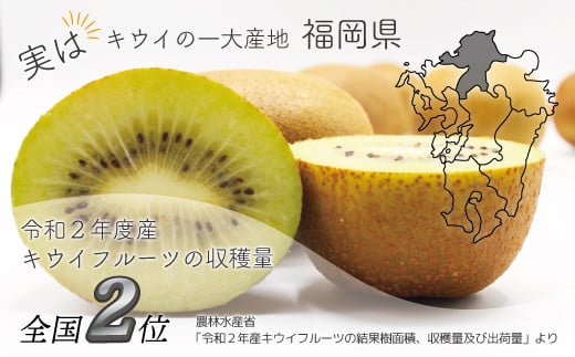 福岡県ブランドキウイフルーツ「 博多甘うぃ 」 化粧箱 大玉 9玉 約1.4kg 【2024年11月上旬～下旬発送予定】