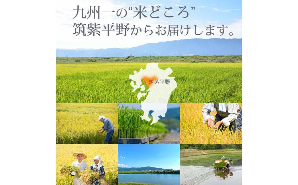 【令和6年産】福岡県産 【特A】評価のお米「元気つくし」5kg×2袋（10kg）【2024年11月下旬より順次発送】 白米 精米 お米 米