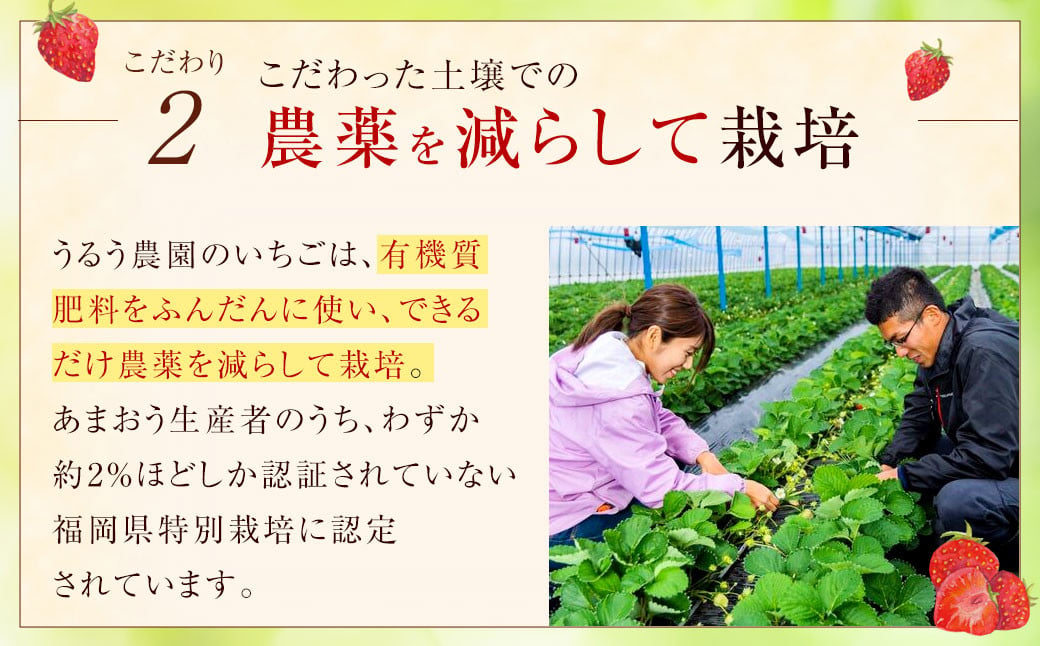 あまおうサイズ色々 約570g（約285g×2パック）【2024年12月上旬～2025年1月下旬発送予定】あまおう いちご 苺 イチゴ フルーツ 果物