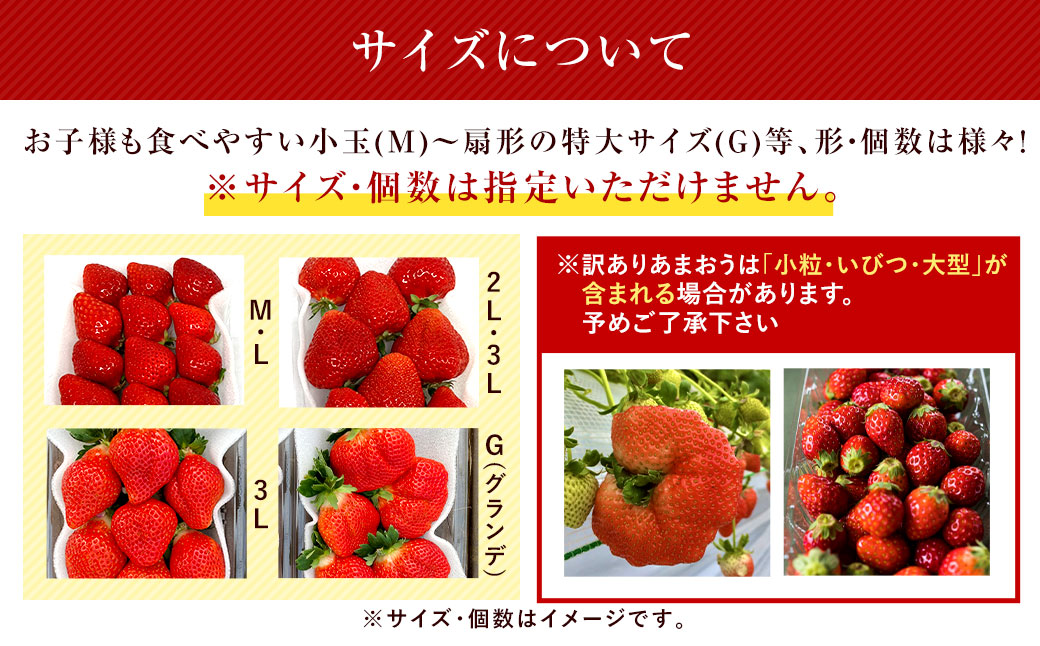 うるう農園のあまおう 4パック ＋ 1パック 合計5パック（約1425g） 訳あり あまおう （小粒・いびつ・大型） 【2026年3月上旬～4月上旬発送予定】 苺 いちご イチゴ 果物 フルーツ デザート 冷蔵