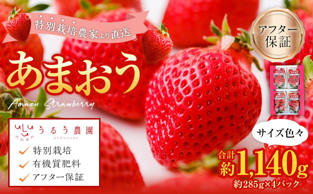 【特別栽培/有機質肥料/アフター保証】うるう農園 あまおう サイズ色々 4パック （約1140g）【2026年12月上旬～2027年1月下旬発送予定】 いちご イチゴ 苺 フルーツ 果物
