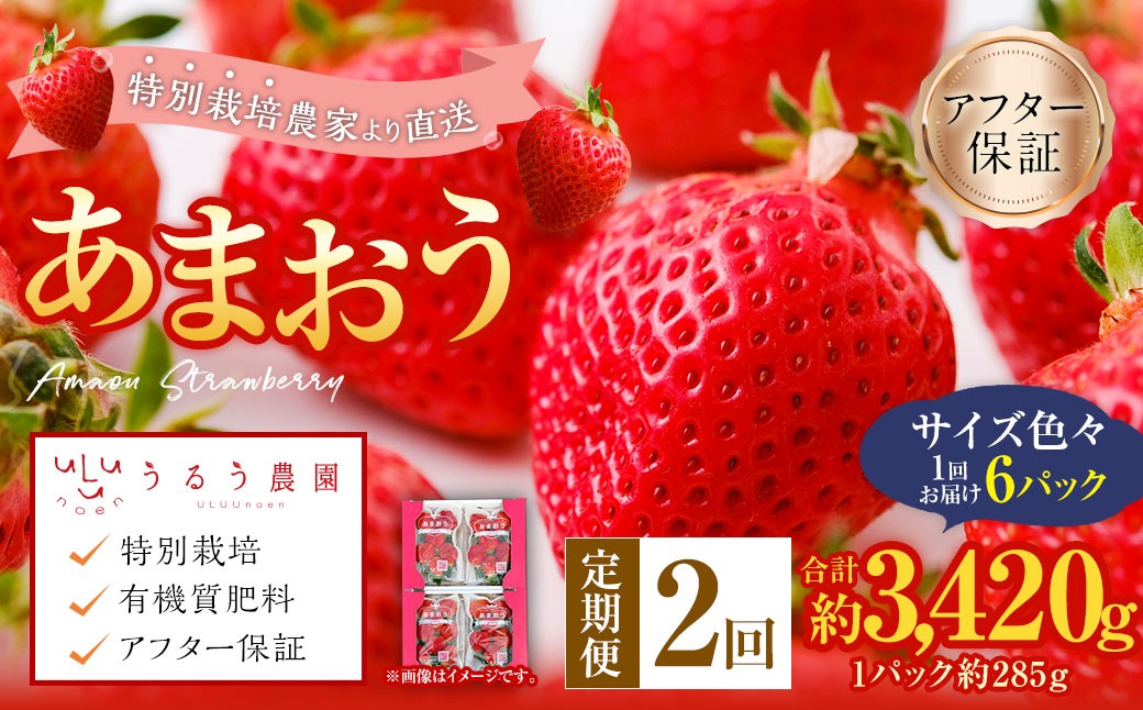 【2回定期便】 うるう農園のあまおう サイズ色々6パック （計約1710g） 【2027年3月上旬～4月下旬発送予定】 あまおう いちご 苺 果物 フルーツ 定期便 冷蔵 福岡県 太宰府