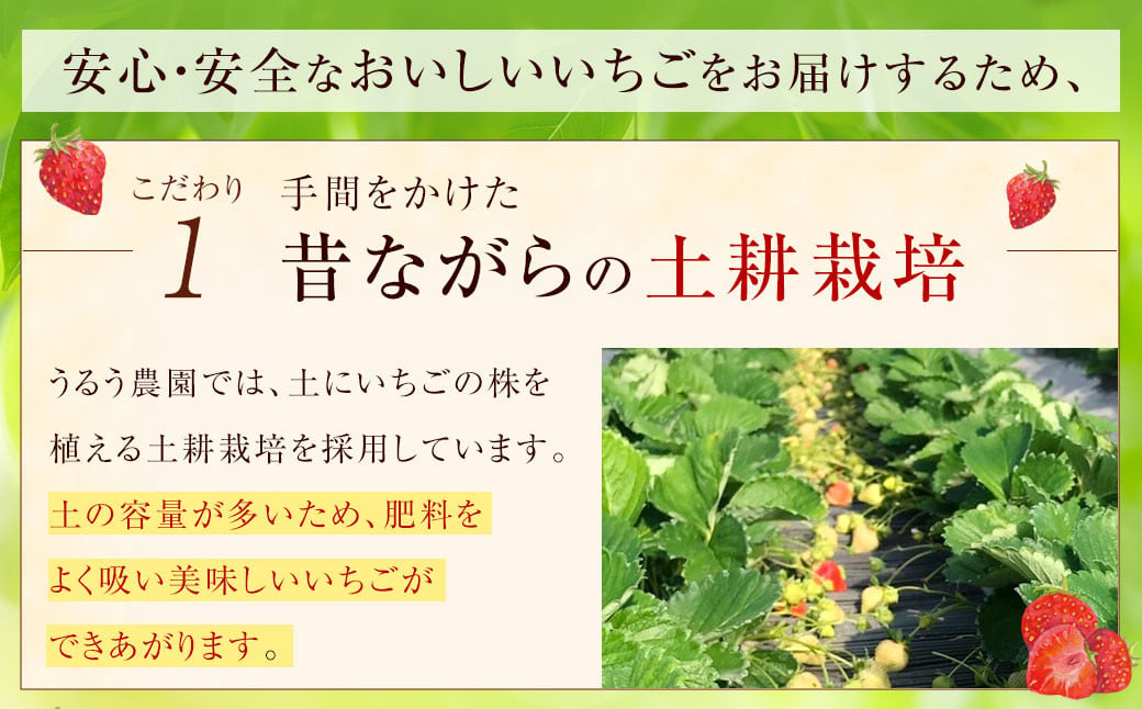 【特別栽培/有機質肥料/アフター保証】うるう農園 あまおう サイズ色々 4パック （約1140g）【2024年12月上旬～2025年1月下旬発送予定】 いちご イチゴ 苺 フルーツ 果物