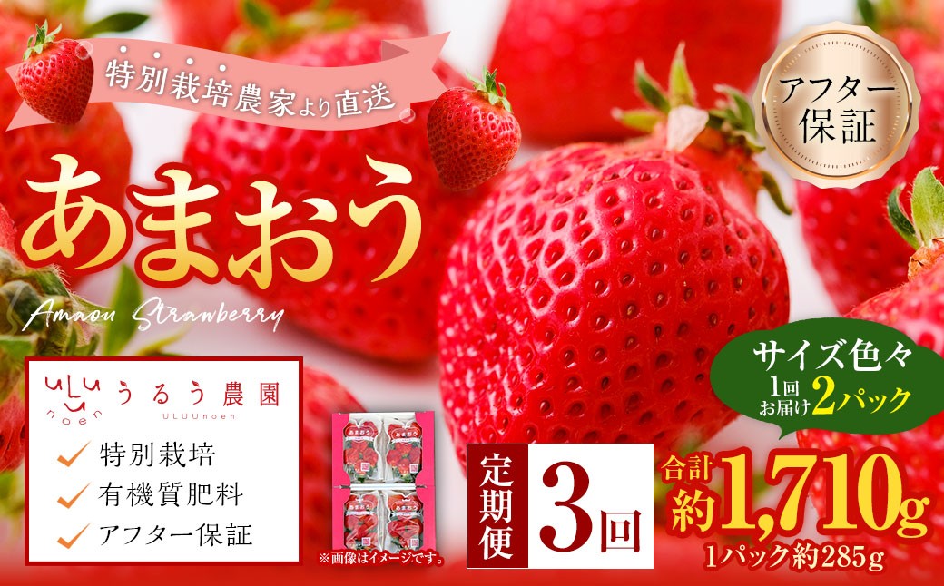 【3回定期便】 うるう農園のあまおう サイズ色々2パック （計約570g） 【2027年2月上旬～4月下旬発送予定】 あまおう いちご 苺 果物 フルーツ 定期便 冷蔵 福岡県 太宰府