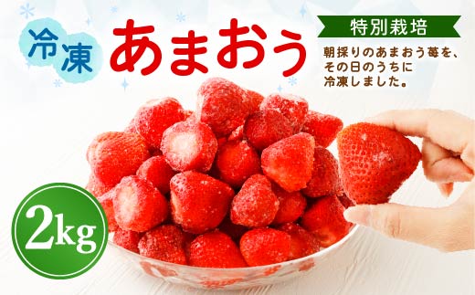 【特別栽培】うるう農園 冷凍あまおう 2kg 【2025年2月上旬より発送開始】あまおう イチゴ いちご 苺 フルーツ 果物