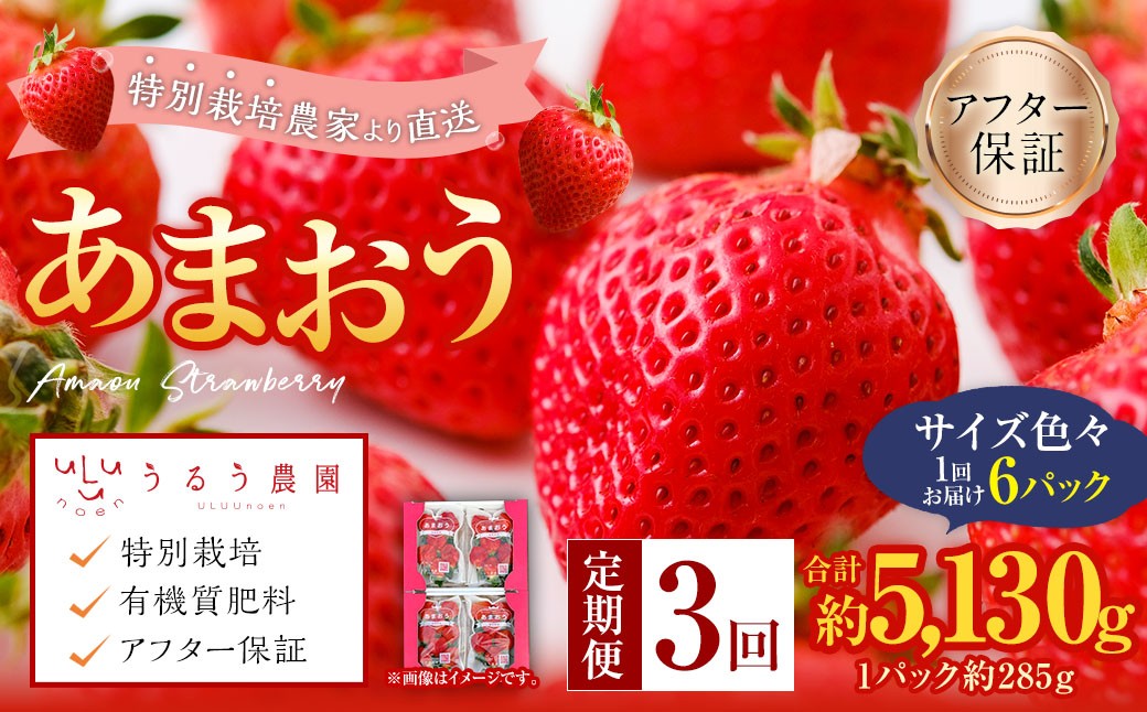 【3回定期便】 うるう農園のあまおう サイズ色々6パック （計約1710g） 【2027年2月上旬～4月下旬発送予定】 あまおう いちご 苺 果物 フルーツ 定期便 冷蔵 福岡県 太宰府