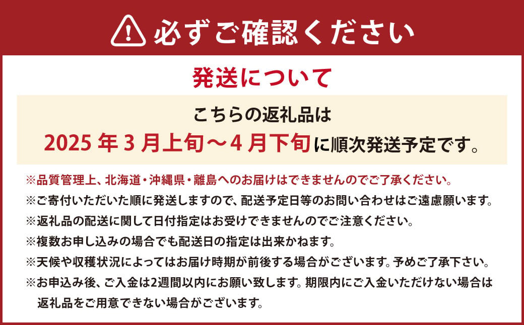 春のあまおう （2L・2A・G規格以上 6パック）【数量限定】【2025年3月上旬～4月下旬発送予定】あまおう いちご イチゴ 苺 フルーツ 果物