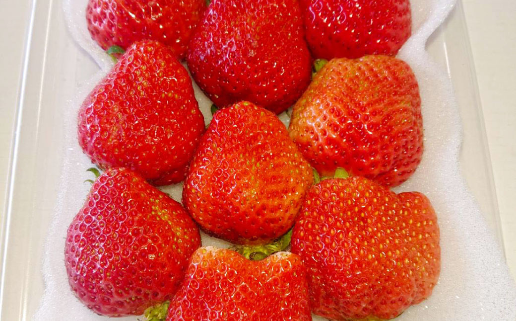 あまおう ボリュームセット 6パック【2026年2月上旬～4月上旬発送予定】