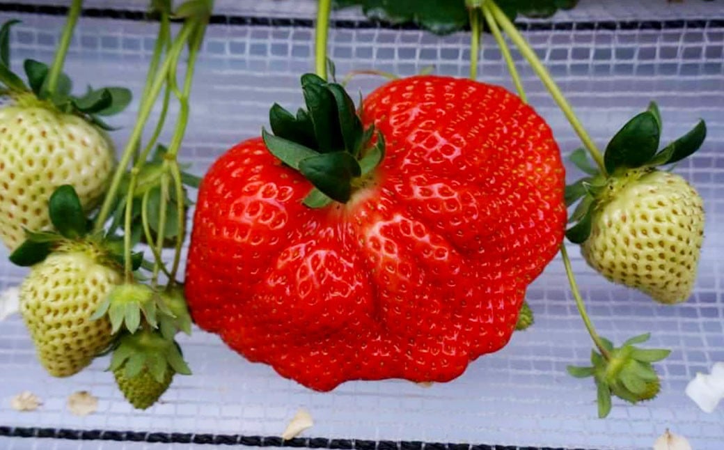 大粒あまおう 約250～270g × 2パック （計500～540g） 【2026年2月上旬～4月上旬発送予定】 あまおう 苺 いちご イチゴ くだもの 果物 フルーツ 国産 福岡県産 福岡県 太宰府市 冷蔵