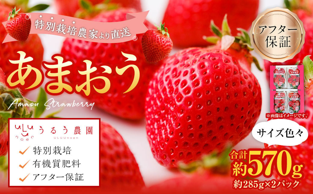 あまおうサイズ色々 約570g（約285g×2パック）【2024年12月上旬～2025年1月下旬発送予定】あまおう いちご 苺 イチゴ フルーツ 果物