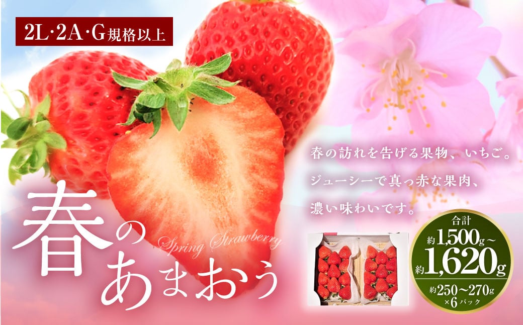 春のあまおう （2L・2A・G規格以上 6パック）【数量限定】【2025年3月上旬～4月下旬発送予定】あまおう いちご イチゴ 苺 フルーツ 果物