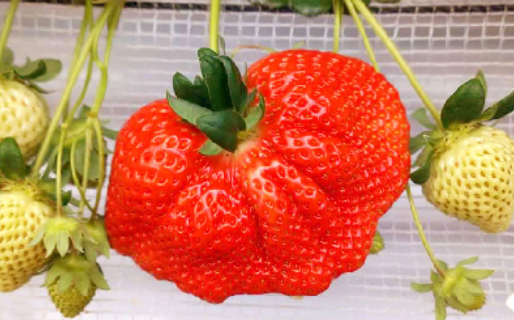 春のあまおう（2L・2A・G規格以上 4パック）いちご 苺 イチゴ フルーツ 果物【2025年3月上旬～4月下旬発送予定】