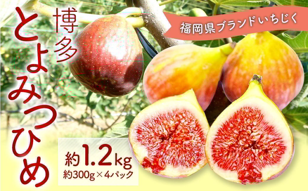 福岡県 ブランド いちじく「博多とよみつひめ」4パック フルーツ 果物 くだもの【2026年8月下旬～2026年10月下旬発送予定】