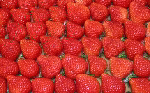 【3回定期便】博多 あまおう 2パック【2026年2月上旬～4月下旬発送予定】