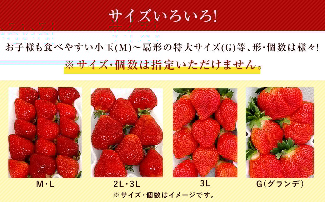 あまおうサイズ色々 約570g（約285g×2パック）【2026年3月～4月上旬発送予定】あまおう いちご 苺 イチゴ フルーツ 果物