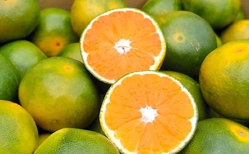 福岡県産 極早生みかん 早味かん 約4kg みかん ミカン フルーツ 果物 国産【2025年9月上旬～9月下旬発送予定】