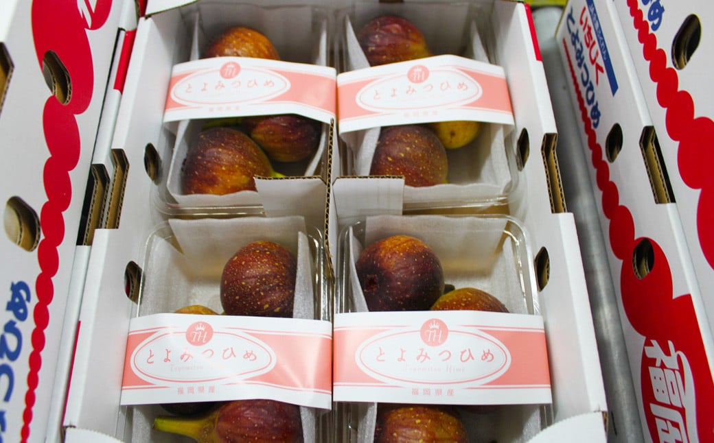 遖丞イ。逵 繝悶Λ繝ウ繝 縺縺。縺倥¥縲悟忽螟壹→繧医∩縺、縺イ繧√4繝代ャ繧ッ 繝輔Ν繝シ繝 譫懃黄 縺上□繧ゅョ縲2026蟷エ8譛井ク区流ス2026蟷エ10譛井ク区流逋コ騾∽コ亥ョ壹