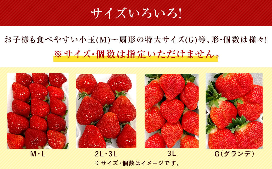 あまおうサイズ色々 約570g（約285g×2パック）【2025年2月上旬～2025年4月上旬発送予定】あまおう いちご 苺 イチゴ フルーツ 果物