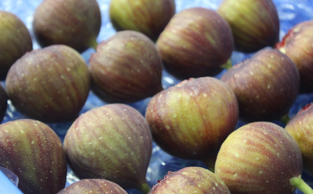 遖丞イ。逵 繝悶Λ繝ウ繝 縺縺。縺倥¥縲悟忽螟壹→繧医∩縺、縺イ繧√4繝代ャ繧ッ 繝輔Ν繝シ繝 譫懃黄 縺上□繧ゅョ縲2026蟷エ8譛井ク区流ス2026蟷エ10譛井ク区流逋コ騾∽コ亥ョ壹