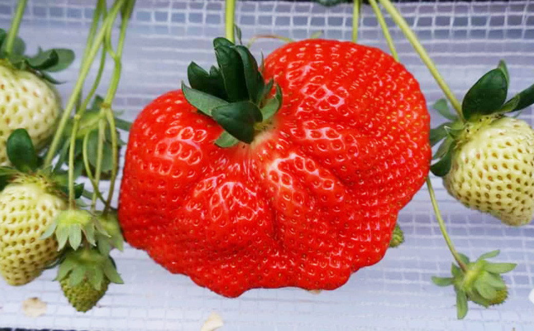 大粒 あまおう 4パック【2026年2月上旬～4月上旬発送予定】