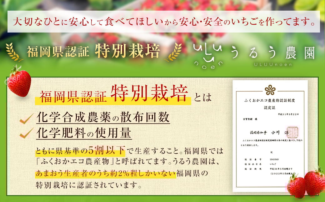 あまおうサイズ色々 約570g（約285g×2パック）【2026年3月～4月上旬発送予定】あまおう いちご 苺 イチゴ フルーツ 果物