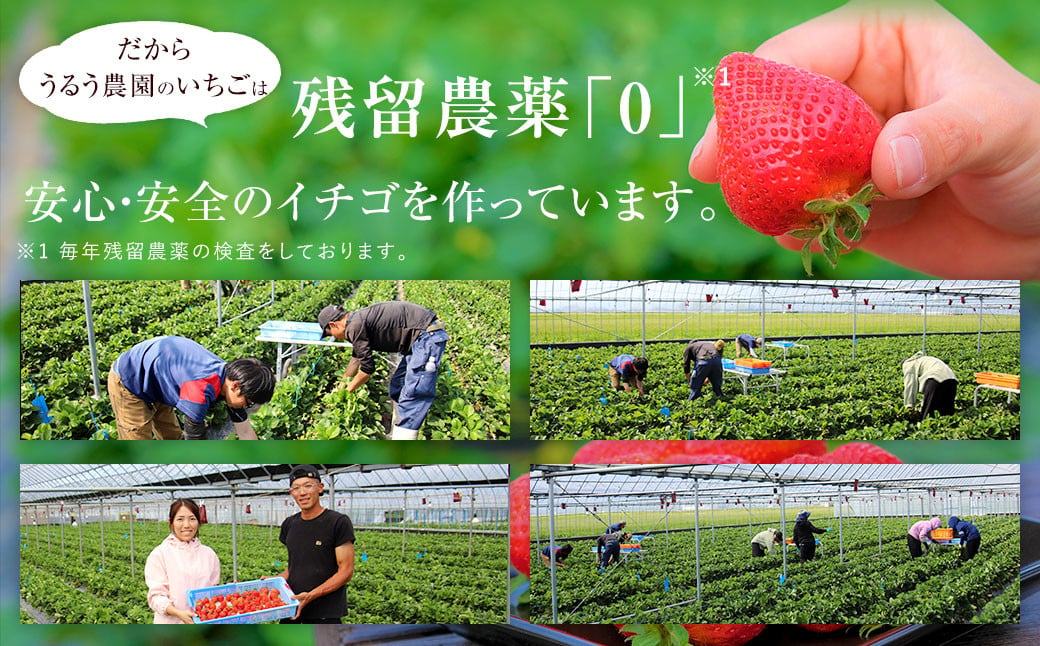 【特別栽培/有機質肥料/アフター保証】うるう農園 あまおう サイズ色々 4パック （約1140g）【2025年2月上旬～2025年4月上旬発送予定】 いちご イチゴ 苺 フルーツ 果物