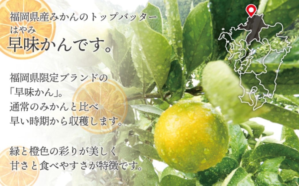 福岡県ブランドみかん「早味かん」5kg みかん ミカン 蜜柑 果物 くだもの フルーツ 福岡県産 【2026年9月下旬-10月下旬発送予定】
