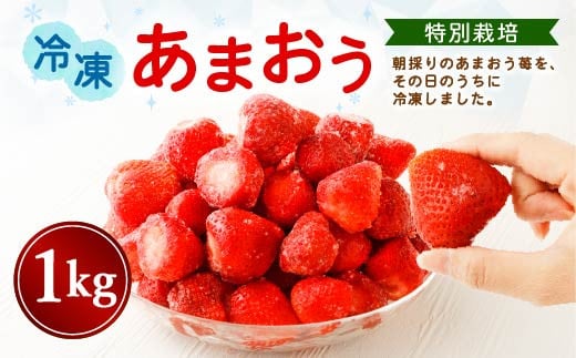 【特別栽培】うるう農園 冷凍あまおう 1kg【2025年2月上旬発送開始】あまおう イチゴ いちご 苺 フルーツ 果物