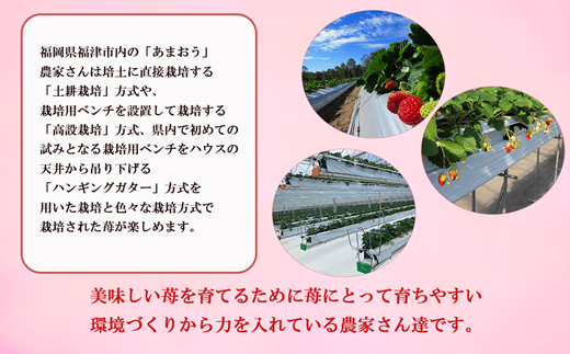 【2025年1月より順次発送】福津産あまおう約180g×6パック[F0150]