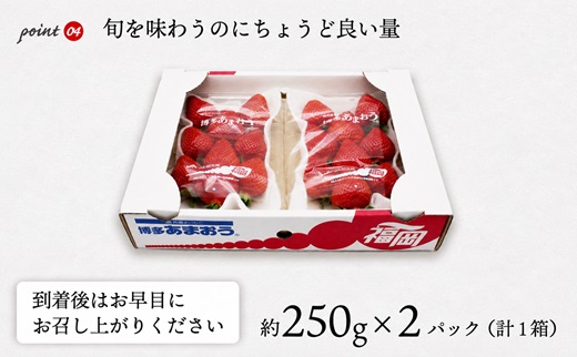 【2026年12月発送】博多あまおう2パック 約500g[H2260]
