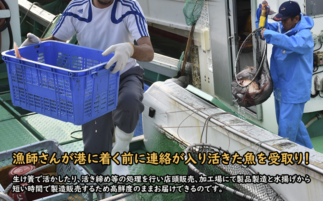 【年10回】お魚よかろうもん！玄界灘・福津の地魚お楽しみ定期便【冷凍】【随時開始】[H7014]