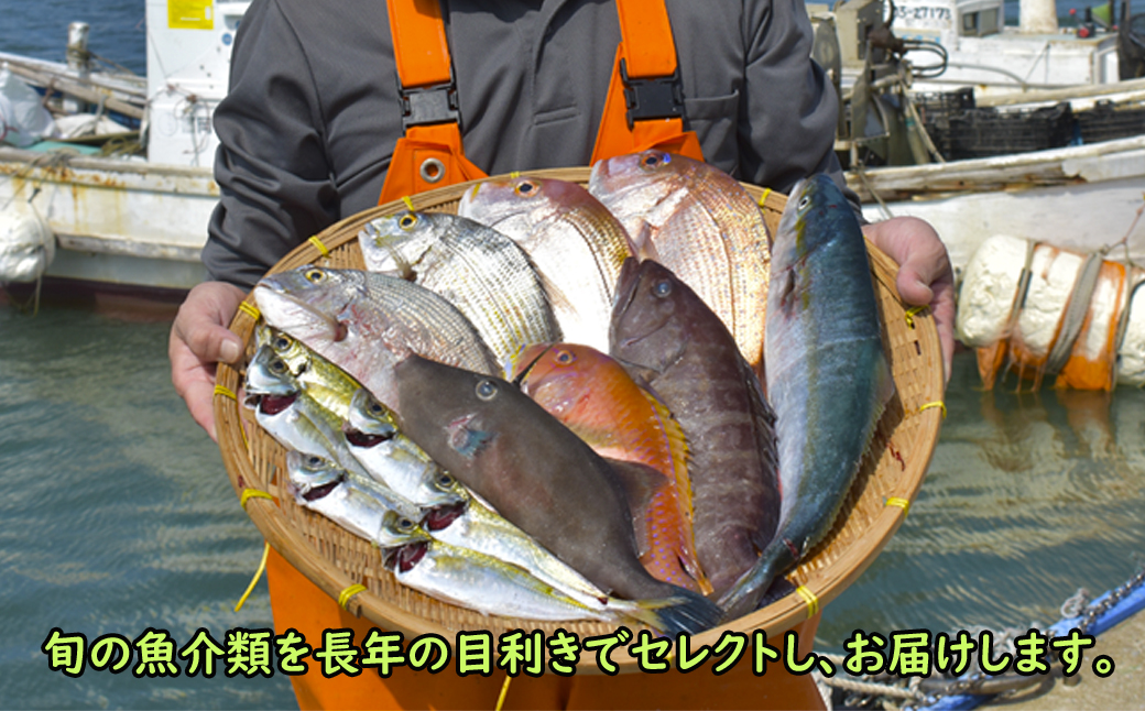 【年10回】お魚よかろうもん！玄界灘・福津の地魚お楽しみ定期便【冷凍】【随時開始】[H7014]