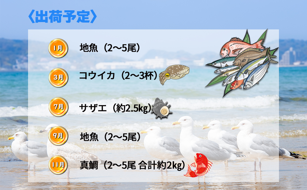 【年5回】福津の旬の魚介類こだわり定期便【随時開始】[H7019]