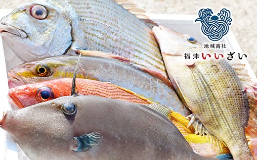 【年12回毎月】福津の旬の魚介類こだわり定期便【随時開始】[F6470]